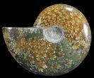 Polished, Agatized Ammonite (Cleoniceras) - Madagascar #59878-1